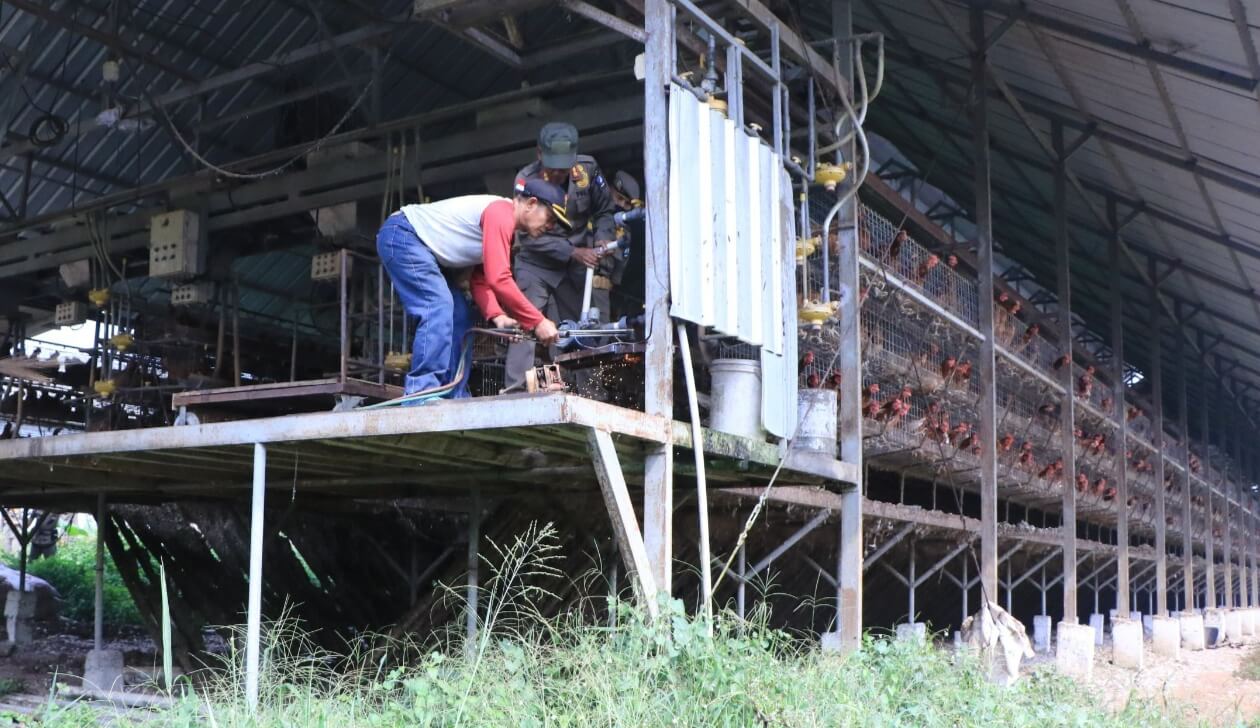 Pol PP Kabupaten Serang Akhirnya Bongkar Peternakan Ayam di Cikeusal