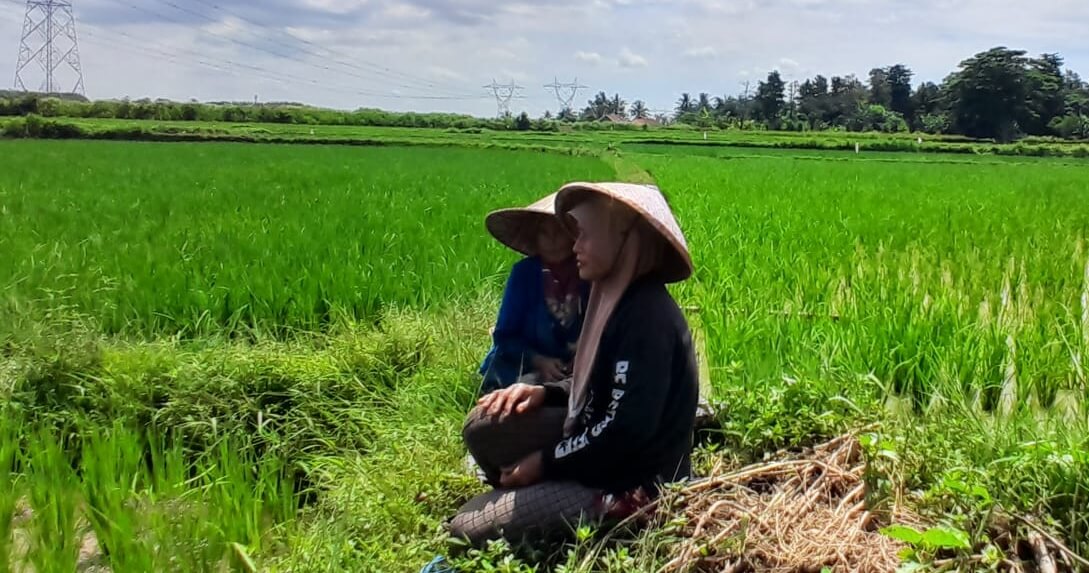 Petani Kewalahan Harga Pupuk Semakin Mahal