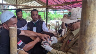 Omset Penjual Hewan Kurban Tahun 2024 di Kota Serang Menurun