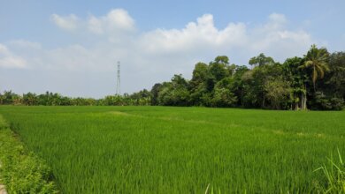 Serapan Pupuk Subsidi di Kota Serang Masih Rendah