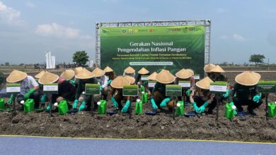 Upaya Kendalikan Inflasi di Banten, KPw Bank Indonesia Banten Gagas Sekolah Lapang Holtikultura