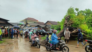 Diguyur Hujan dan Angin, Pohon Besar Tumbang Timpa Kios Warga