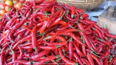 Harga Cabai Rawit Merah di Kota Serang Tembus Rp120.000 per Kilogram