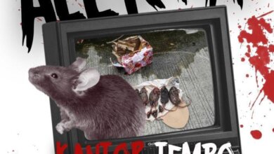 Teror di Kantor Redaksi Tempo, Setelah Kepala Babi, Kini Dikirimi Bangkai Tikus