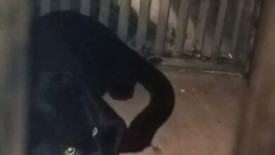 Usai Mangsa Ternak Warga, Macan Kumbang di Mancak Ditangkap BKSDA