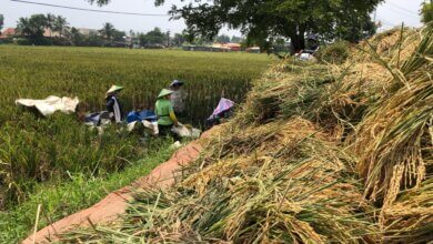 Ditarget Panen Empat Kali Setahun, Petani “Lempar Handuk”