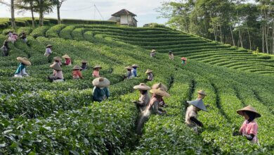 Kebun Teh Cikuya, Penghasil Teh Terbaik di Dunia dari Banten Selatan
