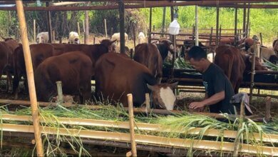 Menjelang Idul Adha 1446 Hijriah, Pedagang Hewan Qurban di Kota Serang Mulai Bermunculan