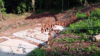 Perhutani Lakukan Reboisasi Lahan Gunung Pinang, Pohonnya Banyak yang Layu