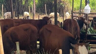Puluhan Hewan Kurban Ditemukan Dalam Kondisi Sakit