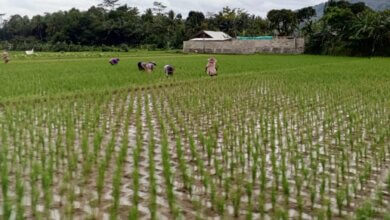 Lahan Pertanian di Kabupaten Serang Makin Menyusut