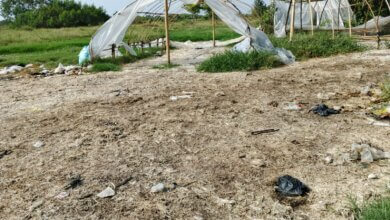 Limbah Ayam Potong Dibuang Sembarangan, Warga Pontang Kabupaten Serang Kena Baunya