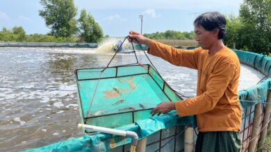 Belajar Membudidaya Udang Vaname Sistem Bioflok dari BUMDes Domas Kabupaten Serang