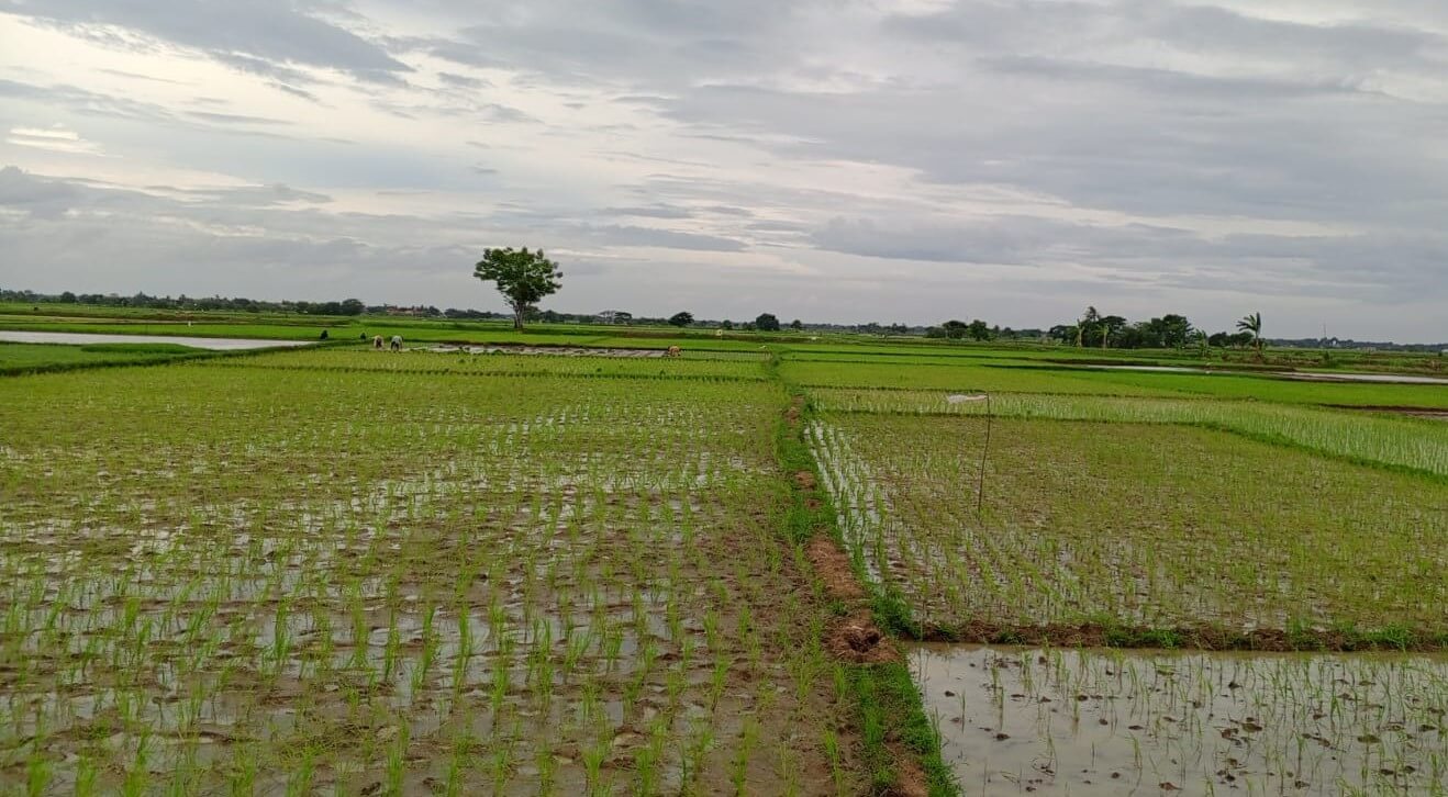 Dinas Pertanian Kota Serang Akui Banyak Lahan Pertanian Beralih Fungsi