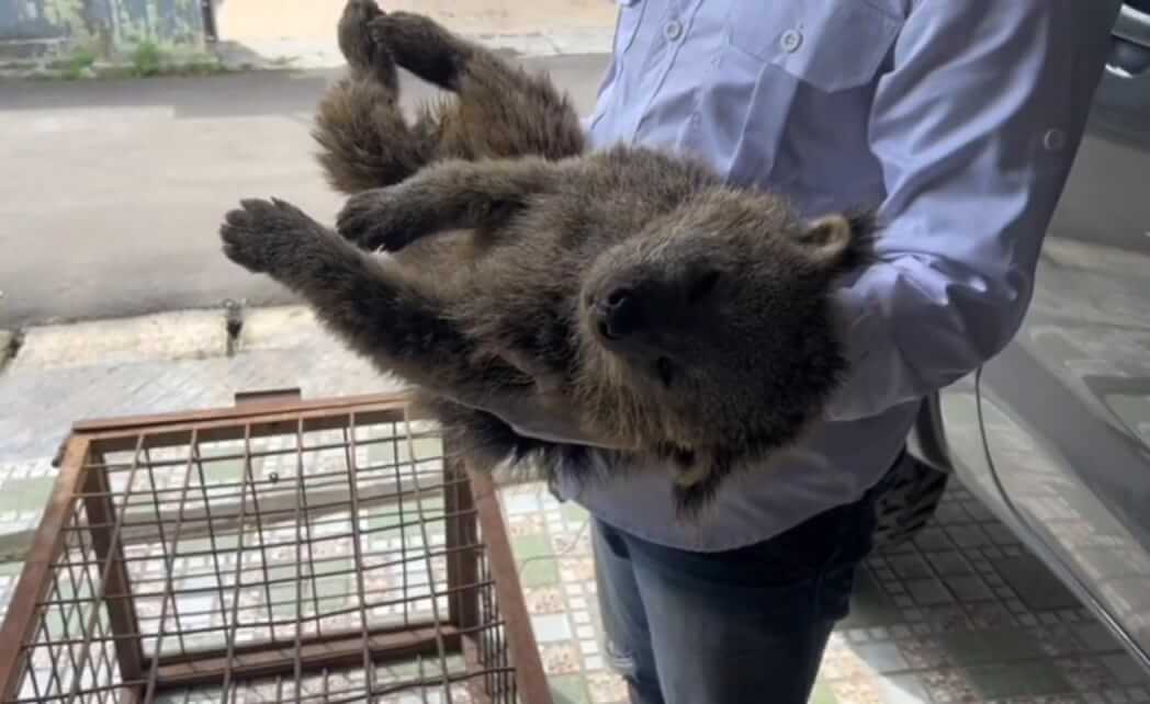 Binturong Dilindungi Ditemukan Tewas Usai Ditangkap Warga di Pandeglang
