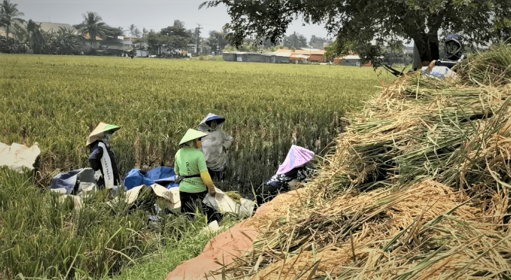 Kenakan Inflasi Terus Menjepit Petani